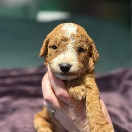 Nala - Red  female Goldendoodle puppy in Jacksonville, Florida from Dandelion Doodles