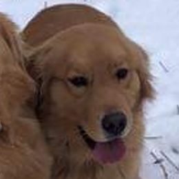 Gabby - Golden Retriever
