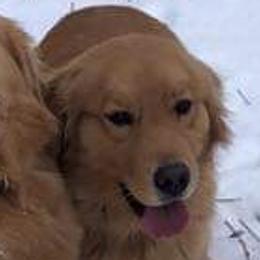 Gabby - Golden Retriever