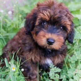 Aussiedoodle and Goldendoodle Puppies from Ever After Doodles Arizona