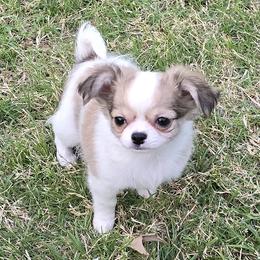 Wendy 4500 - Black sabled fawn female Chihuahua puppy in Tulsa, Oklahoma from Hart's Chihuahuas