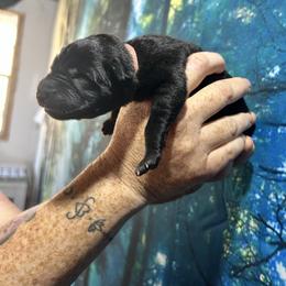 Meleys - Black brindle female Dutch Shepherd puppy in Lawtey, Florida from Berserker Malinois Kennel