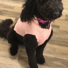 Bernedoodle, Double Doodle, and Goldendoodle Puppies from Pia’s Doodle Poodle Wag