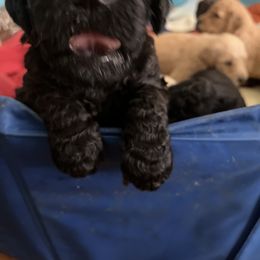 Goldendoodle and Poodle Puppies from Polly Wally Poodles and Doodles