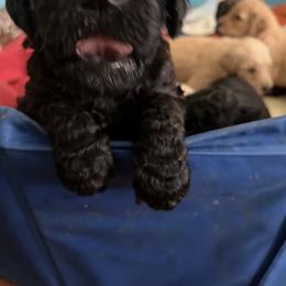 Goldendoodle and Poodle Puppies from Polly Wally Poodles and Doodles
