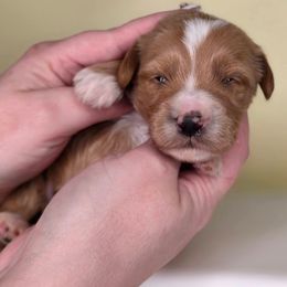 Bear - Apricot male Goldendoodle puppy in Decatur, Tennessee from Diamond's Doodles