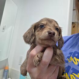 Calypso - Chocolate and cream female Dachshund puppy in Willard, Utah from Simply Sharing Love
