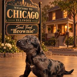 Soul Food - Merle female Goldendoodle puppy in Houston, Texas from Were The Mack'Doodles Mack’Poodles