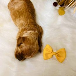 Juniper - Apricot female Cavapoo puppy in Nixa, Missouri from Davis Family Doodles