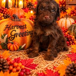 Denver - Chocolate male Cavapoo puppy in Myrtle Beach, South Carolina from Colorful-K9'S
