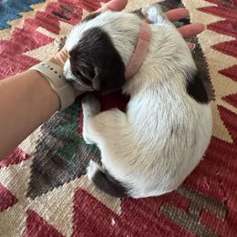 Light Pink - Brown and gray female Wirehaired Pointing Griffon puppy in Devine, Texas from Tombstone Kennels