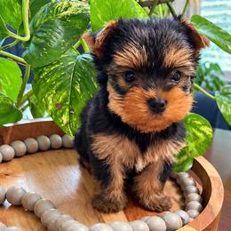 Sully - Black and tan male Yorkshire Terrier puppy in Lowell, Massachusetts from Katie’s Yorkies