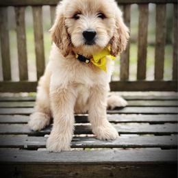 Luna- yellow collar female - Cream female Goldendoodle puppy in Silsbee, Texas from Barkley Lane Doodles LLC