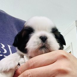 Poodle and Shih Tzu Puppies from Heritage Toy Poodles & Hallmark Jolei Shih Tzus