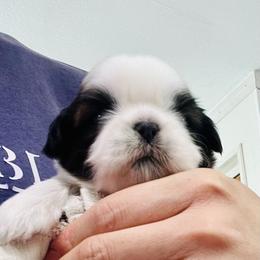 Poodle and Shih Tzu Puppies from Heritage Toy Poodles & Hallmark Jolei Shih Tzus