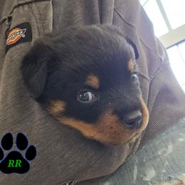 Diesel - Black and mahogany male Rottweiler puppy in Tangent, Oregon from Raya's Royals