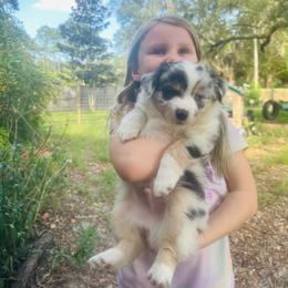 Nimbus - Blue merle male Miniature Australian Shepherd puppy in Interlachen, Florida from Lucky Bones Miniature Australian Shepherds