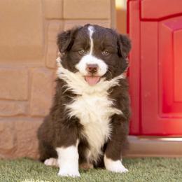 Australian Shepherd Puppies from Wranglin Aussies