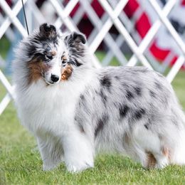 Déjà - Shetland Sheepdog