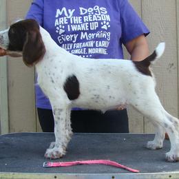German Wirehaired Pointer Puppies from Idawire GWPs