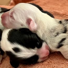 88 - Blue merle and white female Cardigan Welsh Corgi puppy in Lebanon, Pennsylvania from Long Acre Farm