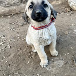Petrie - Yellow female Black Mouth Cur puppy in Warsaw, Missouri from Heritage Cow Dogs