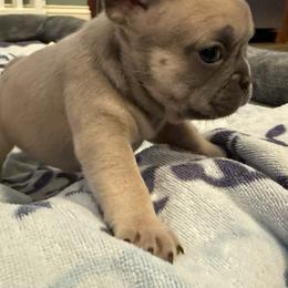 French Bulldog Puppies from 731 Frenchies