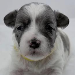 Nova - Blue merle and white female Sheepadoodle puppy in La Plata, Maryland from Serenity Creek Doodles