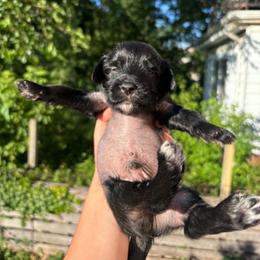 DaoDog Richard The Lion heart - Black male Chinese Crested puppy in Highland Park, Michigan from Family Kennel Dao Dog