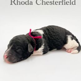 Rhoda Chesterfield - Parti female Goldendoodle puppy in Milford, Pennsylvania from Doodles Are Golden