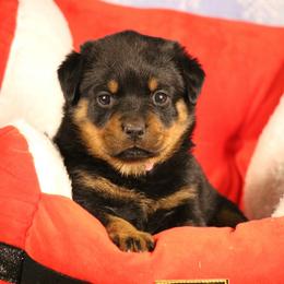Nina - Black and mahogany female Rottweiler puppy in Uniontown, Alabama from CedarBluff Rottweilers