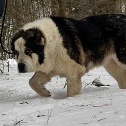 Khan - Central Asian Shepherd Dog
