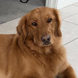Roxy - Golden Retriever