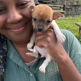 Chloe - Cream and white female Chihuahua puppy in Utica, Ohio from Poodle Me Crazy