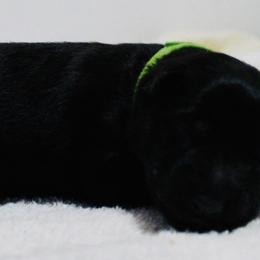 Mr. Green - German Shepherd puppy in Berthoud, Colorado from KMK9