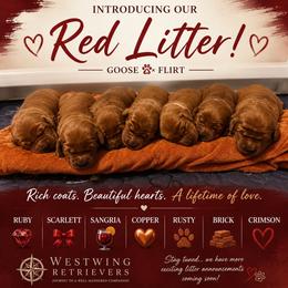 Scarlet - Dark golden female Golden Retriever puppy in Peoria, Arizona from Westwing Retrievers
