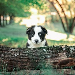 Companion Cross Puppies from Red Maple Farm