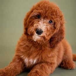 Sugar Daddy Wanted - Perfect Father's Day Gift - Red  female Goldendoodle puppy in Lancaster, California from Kid's Best Doodle