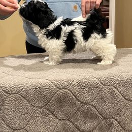 Havanese Puppies from Cralyn's