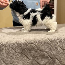Havanese Puppies from Cralyn's