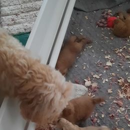 Goldendoodles from Bella's Beauties