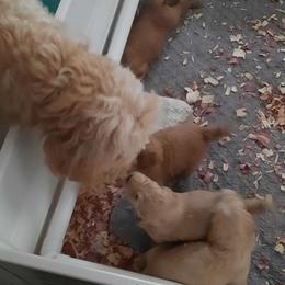 Goldendoodles from Bella's Beauties