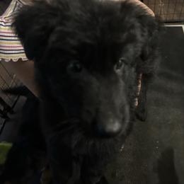 King - Black male German Shepherd puppy in Geauga County, Ohio from Lux GSD