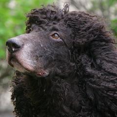 Irish Water Spaniels from Ballyhoo