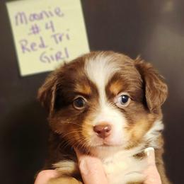Red tri girl 4 - Red tri female Toy Australian Shepherd puppy in Hampton, Tennessee from TC Farms Stock Dogs - Miniature Australian Shepherds
