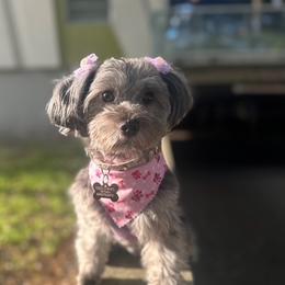 Coco - Yorkipoo