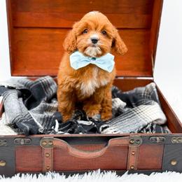 Snoopy - Red male Cavapoo puppy in North Carolina from NC Doodle Puppies