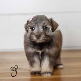 Maple - Liver Miniature Schnauzer puppy in Diamond Valley, Utah from JoJo's Schnauzers