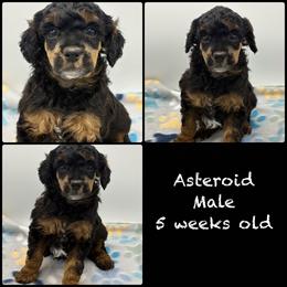 Asteroid - Phantom male Poodle puppy in Grass Valley, California from Sapphire Ridge Poodles
