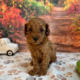 Porter - Red  male Poodle puppy in Lebanon, Missouri from Perkins Pups